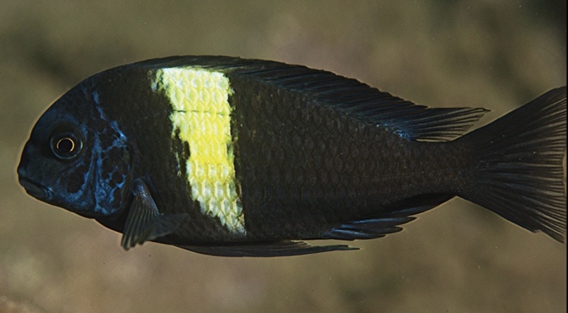 Tropheus duboisi 'Segunga'